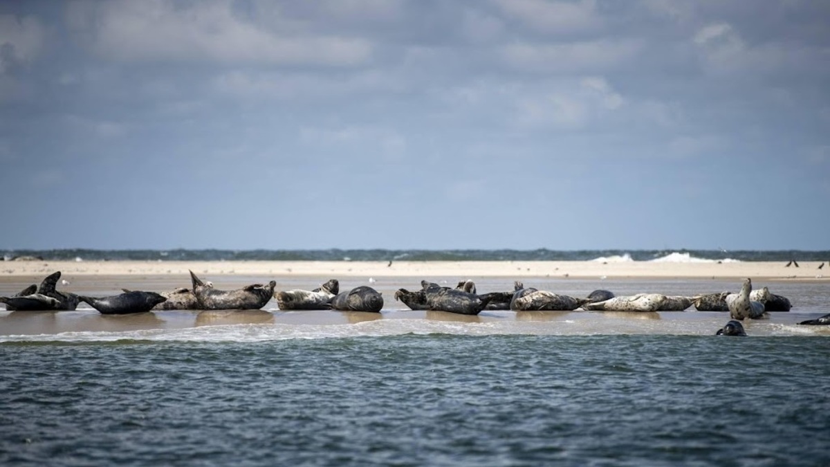 Seals on a sandbank